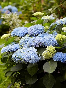 Гортензия крупнолистовая Мэджикал Революшн/ЦКорЛюкс