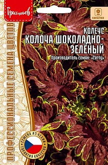Колеус Колоча, Chocolate Green, 4 шт.