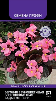 Бегония вечноцветущая бронзоволистная Бада Бум Пинк, 15 шт. Семена Профи