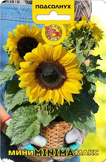 Подсолнух карликовый Мини-Макс Минима F1, 5 шт. Биотехника
