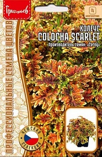 Колеус Colocha scarlet, 5 шт.