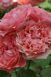 Роза парковая Корал Желе/ЦКор