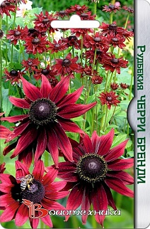 Рудбекия Черри Бренди, 20 шт. Биотехника 