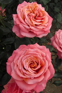 Роза чайно-гибридная Коппер Лайт/ЦКор