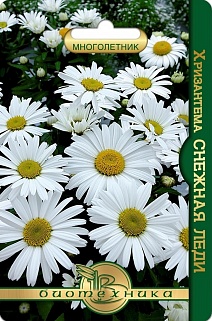 Хризантема Снежная леди, 8 шт. Биотехника