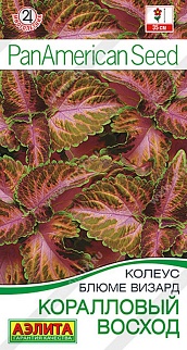Колеус блюме Коралловый восход, 5 шт.