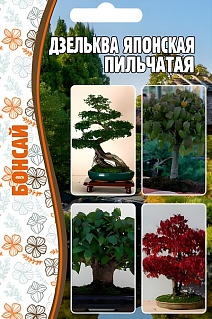 Дзельква японская пильчатая, 10 шт.