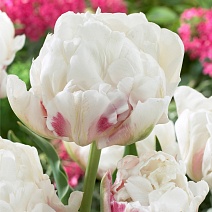 Тюльпан махровый поздний Айс Уандер, 10/11, 1 шт.