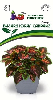 Колеус Визард Корал Санрайз, 10 шт.