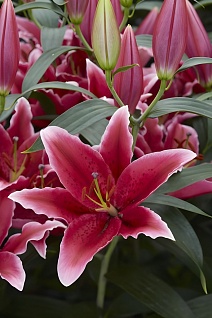 Лилия восточная Чартвелл, 12/14, 1 шт.