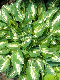 Хоста Тонг оф Флэйм, 1 шт.