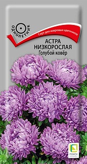 Астра низкорослая Голубой ковёр, 0,2 г