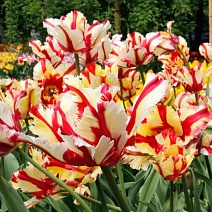 Тюльпан махровый попугайный Дабл Флэминг Пэррот, 11/12, 1 шт.