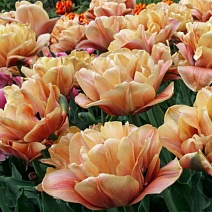 Тюльпан махровый поздний Ла Белле Эпок, 11/12, 1 шт.