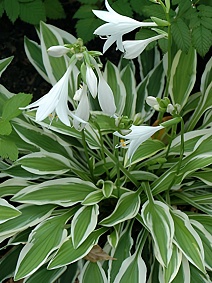 Хоста Уайт Доув, 1 шт.