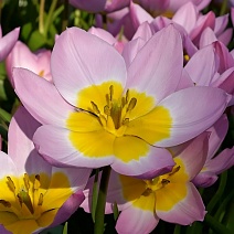 Тюльпан ботанический Лилак Уандер, 6/7, 1 шт.