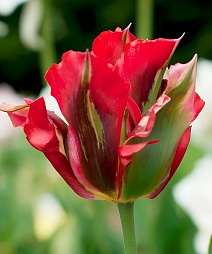 Тюльпан зеленоцветный Голливуд Стар, 11/12, 1 шт.