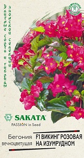 Бегония вечноцветущая Викинг Розовая на изумрудном F1, 4 шт. Саката.