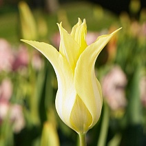 Тюльпан лилиецветный Флорайн Шик, 11/12, 1 шт.