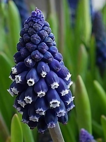 Мускари Джойс Спирит, 7/8, 1 шт.