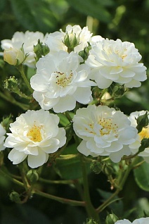 Роза мускусные гибриды Гирлянд д'Амур/ЦКор