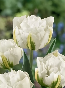 Тюльпан махровый ранний Глобал Дезаер, 11/12, 1 шт.