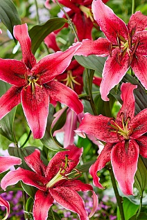 Лилия ОТ-гибрид Мисс Фея, 12/14, 1 шт.