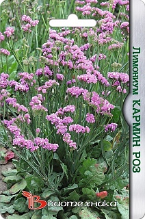 Лимониум Кармин Роз, 30 шт. Биотехника