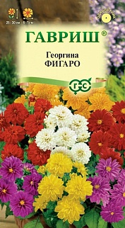 Георгина Фигаро, смесь, 10 шт. 