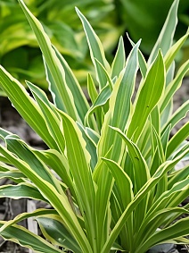 Хоста Сэндхилл Крейн, 1 шт.