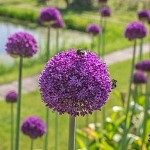 Лук декоративный Амбассадор, 18/20, 1 шт.