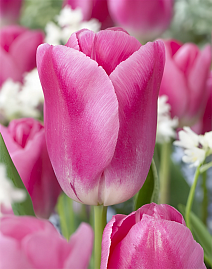 Тюльпан простой поздний Сатурнес, 11/12, 1 шт.