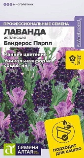 Лаванда Бандерос Парпл испанская, 5 шт.
