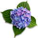 Гортензия