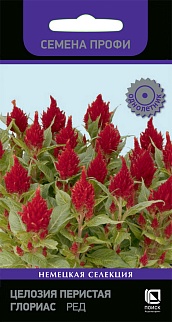 Целозия перистая Глориас Ред, 10 шт. Семена профи