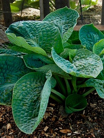 Хоста Лейксайд Мэверик, 1 шт.