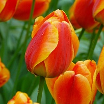 Тюльпан дарвинов гибрид Апельдоорнс Элит, 11/12, 1 шт.