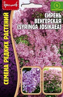 Сирень венгерская, 10 шт.