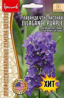 Лаванда узколистная компактная Ellagance Purple, 5 шт.