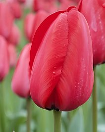 Тюльпан простой поздний Рэд Прауд, 12/+, 1 шт.
