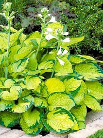 Хоста Рейнфорест Санрайз, 1 шт.