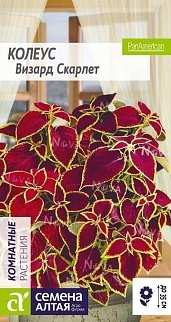 Колеус Визард Скарлет, 5 шт. 