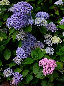 Гортензия крупнолистовая Аиша/ЦКор