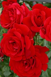 Роза плетистая Симпати