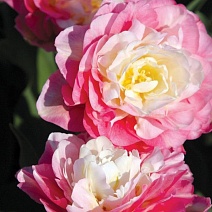 Тюльпан махровый поздний Дабл Шугар, 11/12, 1 шт.