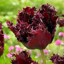 Тюльпан бахромчатый Лабрадор, 11/12, 1 шт.