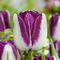 Тюльпан триумф Хотпантс, 11/12, 1 шт.