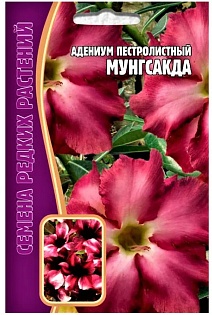 Адениум Мунгсагда, 3 шт