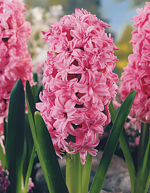 Гиацинт махровый Розетте, 14/15, 1 шт.