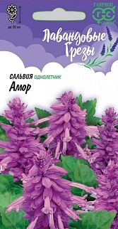Сальвия Амор, 4 шт. Лавандовые грёзы.